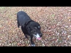 Big headed black Lab running free