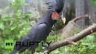 China: Cockatoo's 3D-printed beak returns bird to full confidence