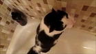 My Cat Takes A Shower With Me Everyday