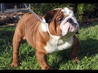 TOP 10 DOG BREEDS THAT WILL MAKE YOU WANT A MU TheRichest