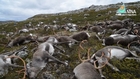 Lightning strike kills 323 wild reindeers in Norway