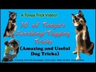 10 of Tonya's Fetching/Tugging Tricks--- A Tonya Trick Video! (Amazing and Useful Dog Tricks)