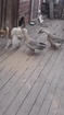 Crazy Goose Attacks a Dog - LOLDogs