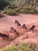 King Cobra Attacked by a Pack of Dogs