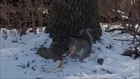 Squirrel Enjoying PBJ