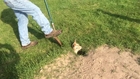 Baby alpaca fell into a badger hole