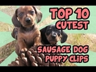 TOP 10 DACHSHUND PUPPY VIDEOS OF ALL TIME