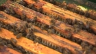 Bees provide a sweet solution to Airbus' pollution problem
