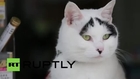 Japan: Meet Hachi - the cat with lucky eyebrows