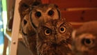 Bird fans flock to Japan Owl Cafe