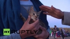 Hungary: Meet Johnny, the pet cat who's journeyed all the way from Syria
