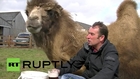 UK: This camel makes a great drinking buddy