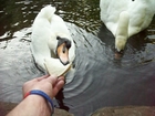 Me feeding the swans.