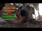 Rescuing 3 dog and 9 puppies in the desert.  Please share so we can find them loving forever homes.