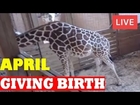 Animal Adventure Park Giraffe Cam [Live Stream - Update 4/1/2017]