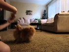 Tickles my pomeranian doing all of the tricks she knows