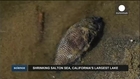 Moribund Salton Sea fast becoming a Californian health hazard