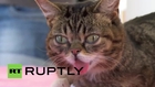 USA: Kitty crush? Lil Bub wows feline fans in LA