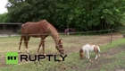 Germany: Meet Nicki, the human-like mini pony standing at just 45cm tall!
