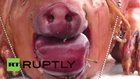USA: PIG dressed as police officer in reference to Darren Wilson