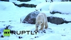 Germany: This polar bear is LOVING Berlin's snow