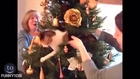 Cats vs. Christmas Trees