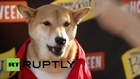 USA: Meet Bodhi, the dog that makes $15,000 a MONTH