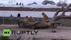 Denmark: Zoo staff fear new lion will be slaughtered - this time not by them