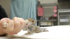 Meal Time for Baby Squirrel at City Wildlife