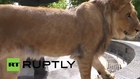 Ukraine: Lion poses for camera in Kiev park