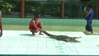 Fanny and dangerous crocodile show