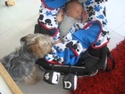 Yorkshire Terrier Misty Tucks in Her Mate