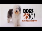 DOGS 101 - Olde English Sheepdog [ENG]