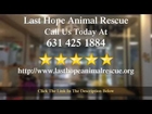 Last Hope Animal Rescue  Wantagh          Great           5 Star Review by Daniella R.