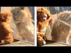 Adorable baby dressed as Lion comes face to face with real one
