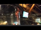Octopus tries to escape tank at Seattle Aquarium
