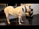 Top ten the very best videos funny cats and dogs