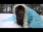 Goat dressed up as Elsa !