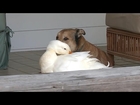 Dog and duck for an an unlikely friendship
