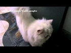cat lucy Episode 4