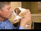 Dog Training Tips : How to Take Care a Bulldog Puppies