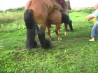 Horses Mating Hard   Asian Arabo Making Love   Horses Mating   YouTube