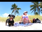 Crusoe's Dog-Friendly Florida Vacation 2015