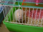 Happy hamster running on a wheel & munching happily