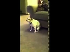 Really funny dog video Funny and cute dog compilation