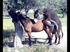 Horse Mating Horse Breeding Pain Pian Pain Pain