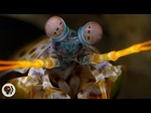 The Snail-Smashing, Fish-Spearing, Eye-Popping Mantis Shrimp