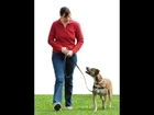 Easy Dog Training Tips and Tricks