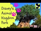 Disney World's Animal Kingdom: Tour Disney's Animal Kingdom Theme Park