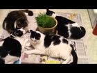 #3 - Cats Hanging Out with Cat Grass after Munching Down